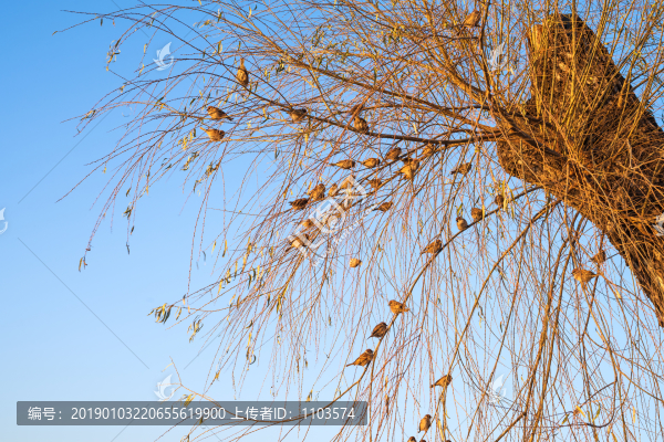 大明湖小鳥(niǎo)