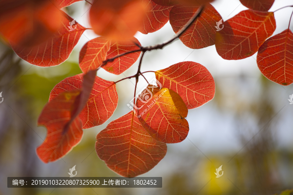 秋天的紅葉