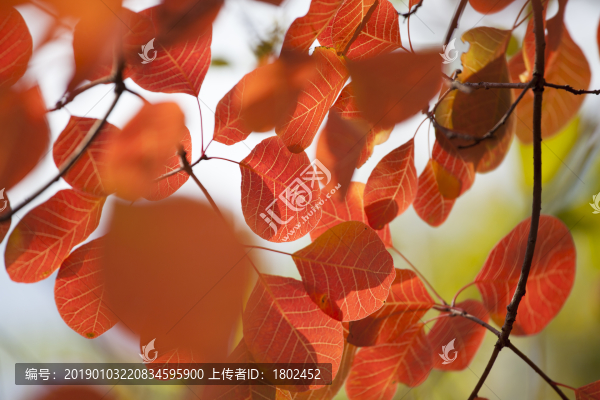 秋天的紅葉