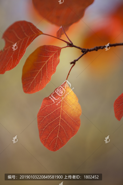 秋天的紅葉