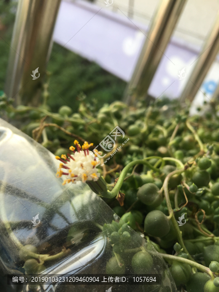 無花果