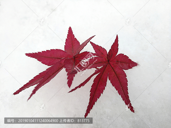 冰雪紅楓