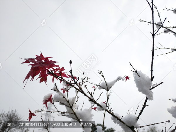 枝頭紅楓