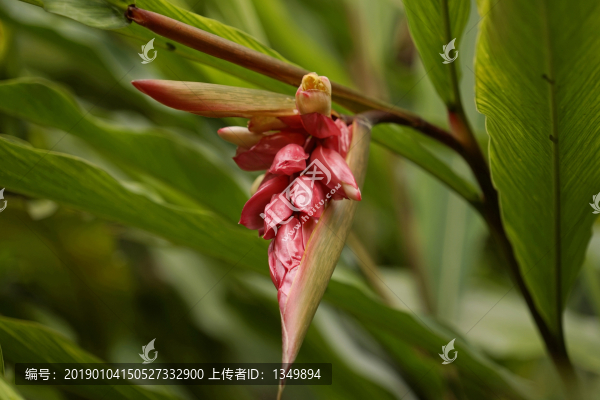 姜花