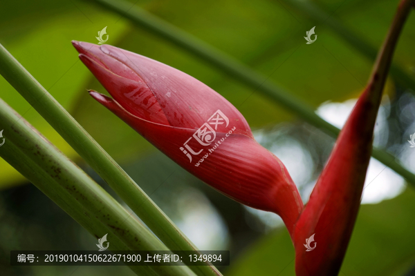 姜花