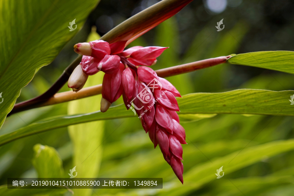 姜花