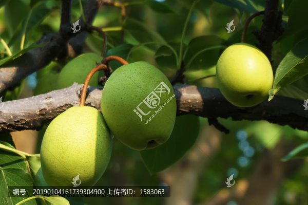 果樹