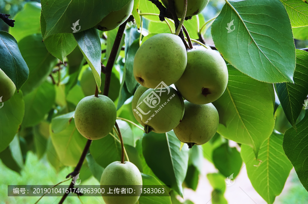 果樹