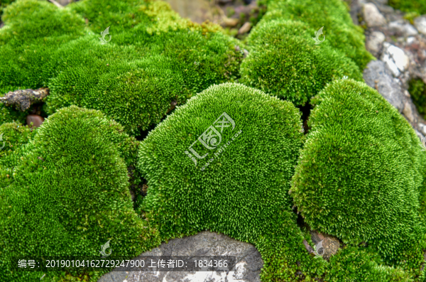 苔蘚