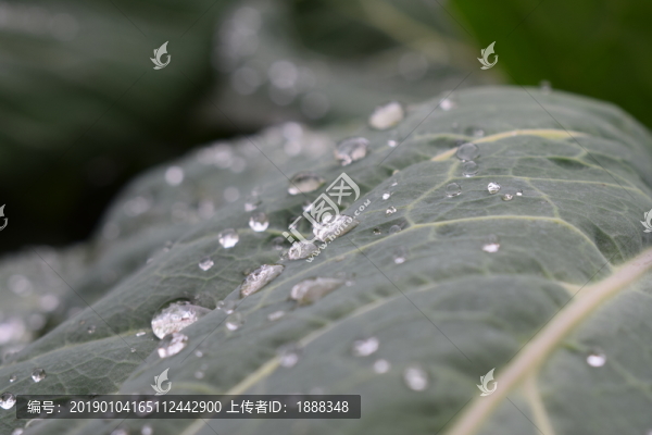 白菜葉上的露珠