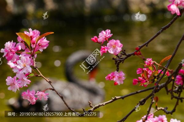 昆明垂絲海棠花