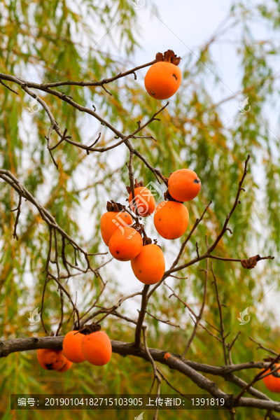 柿子樹