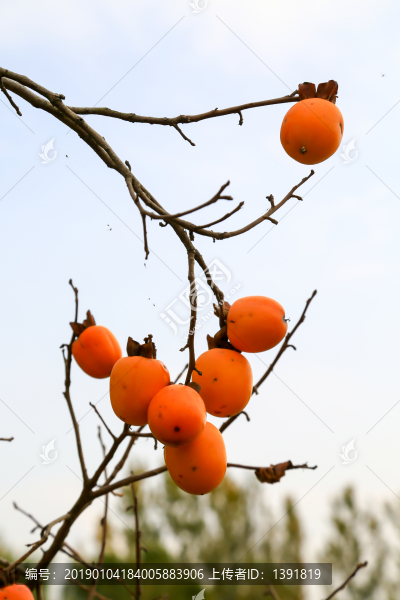 柿子樹
