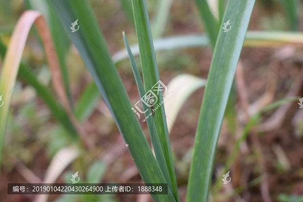 蒜苗蒜葉蔬菜蚊子