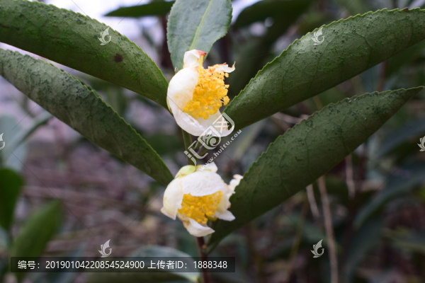 茶花