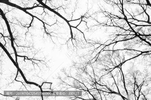 水墨虬枝
