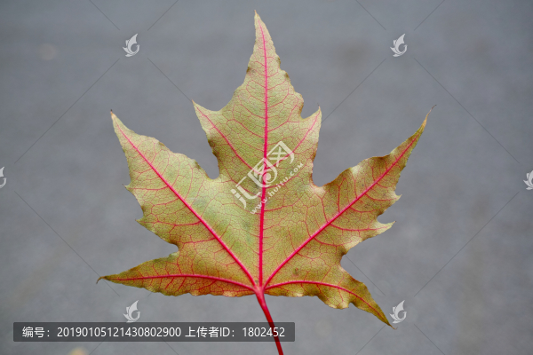 秋天的楓葉特寫