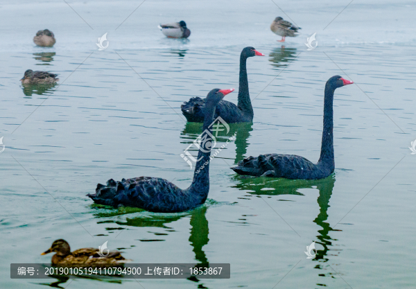 黑天鵝