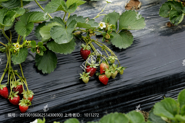 草莓