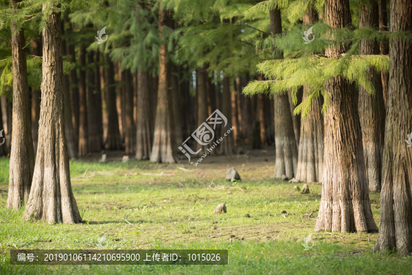 原始森林大樹(shù)古樹(shù)背景