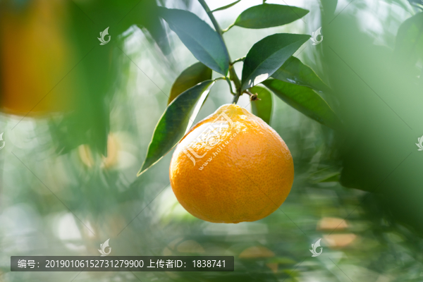 愛媛38號(hào)