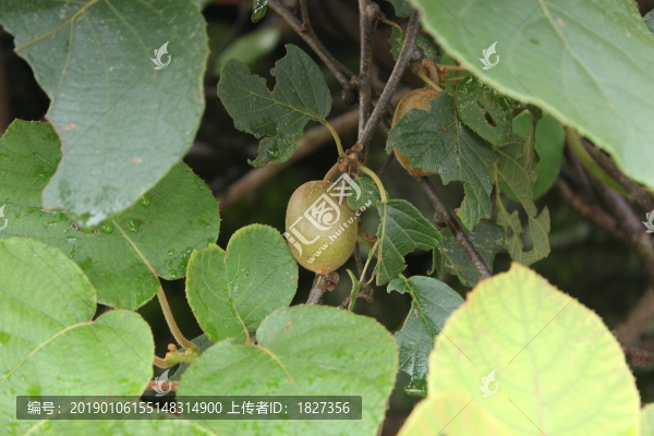 彌猴桃