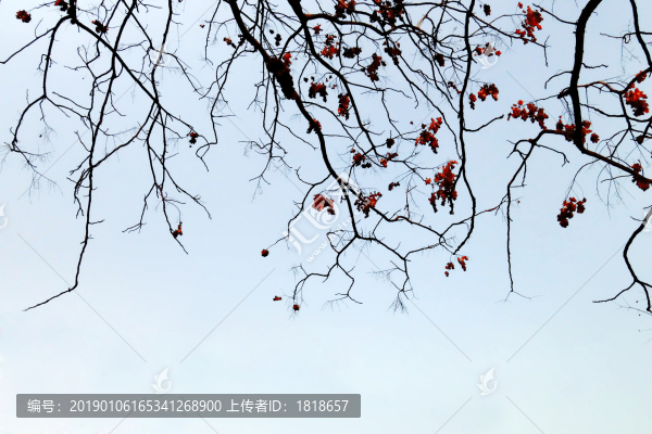樹枝