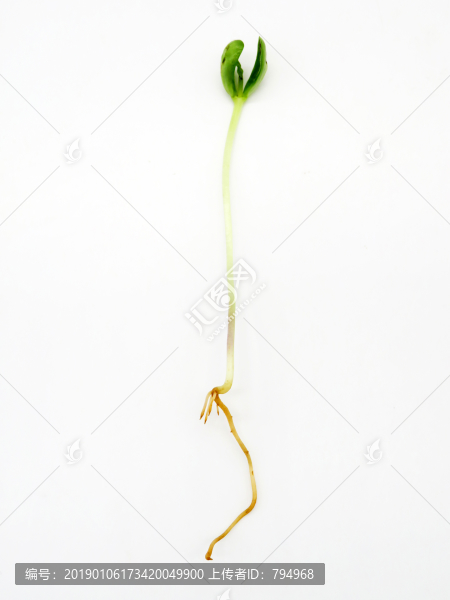 豆苗