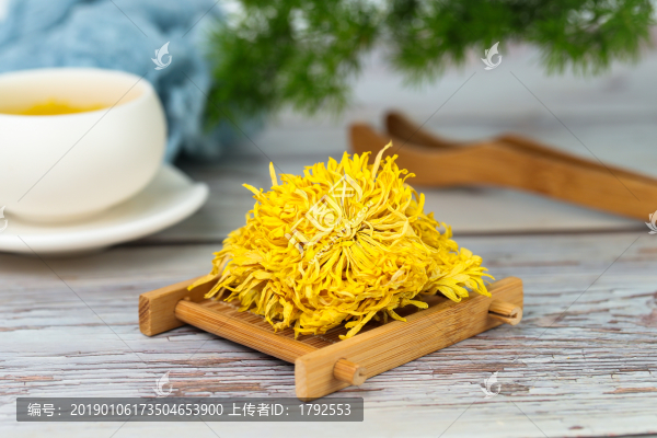 金絲皇菊