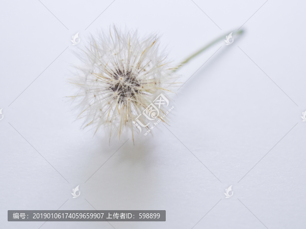 蒲公英