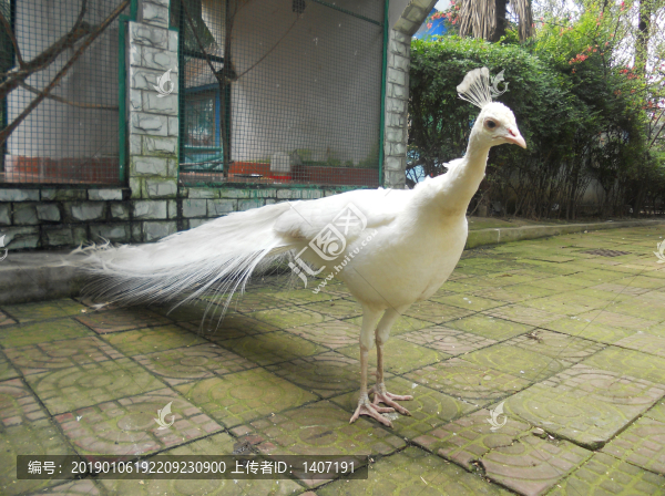 孔雀