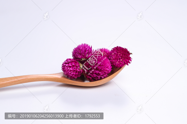 千日紅花茶