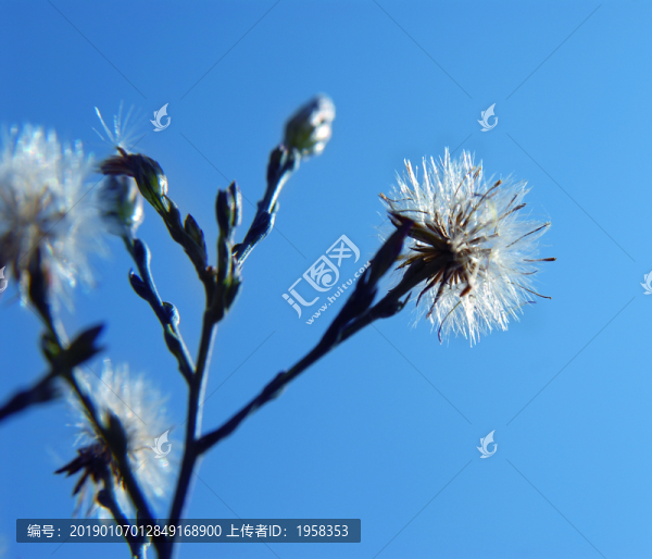 蒲公英