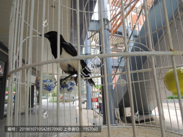 鳥(niǎo)
