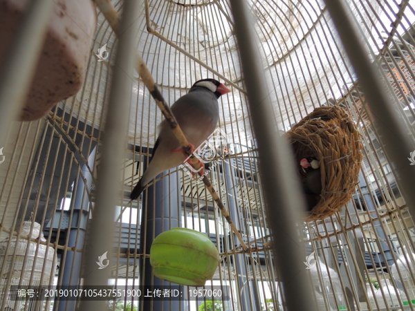 鳥