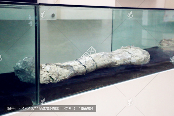 昌吉恐龍館