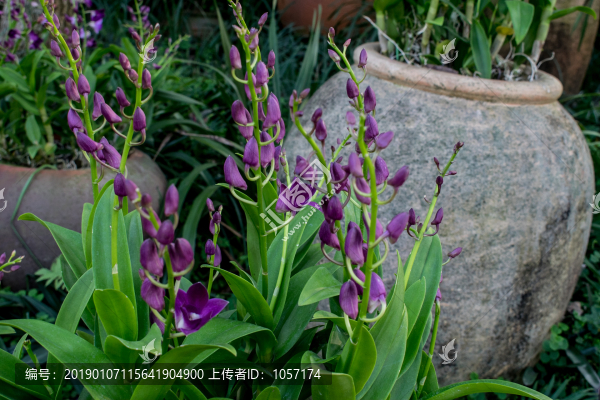 蘭花