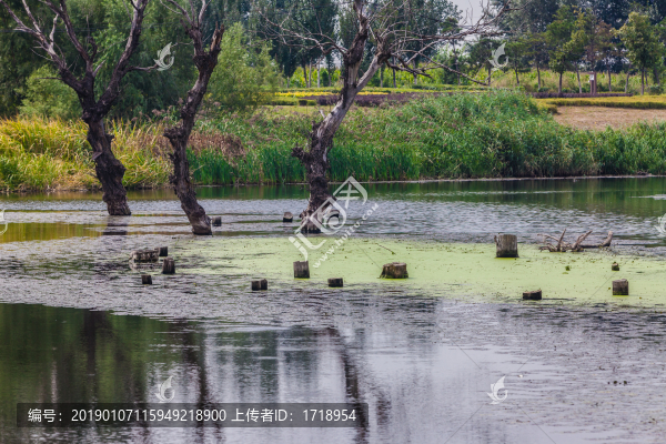 沈北蒲河濕地自然風(fēng)光110
