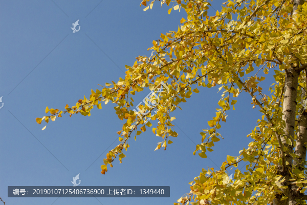 銀杏樹(shù)