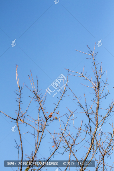 樹枝
