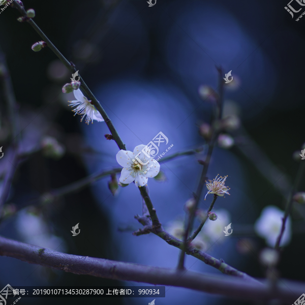 梅花
