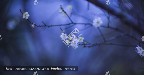 梅花
