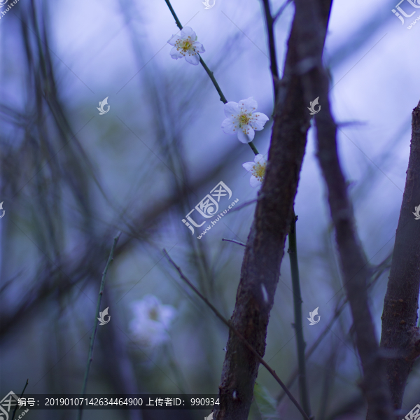 梅花