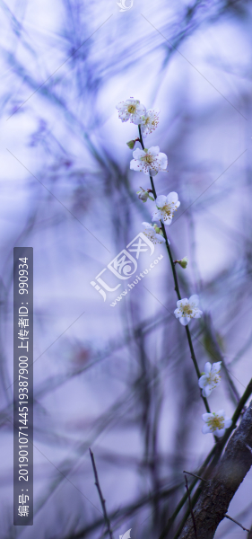 梅花