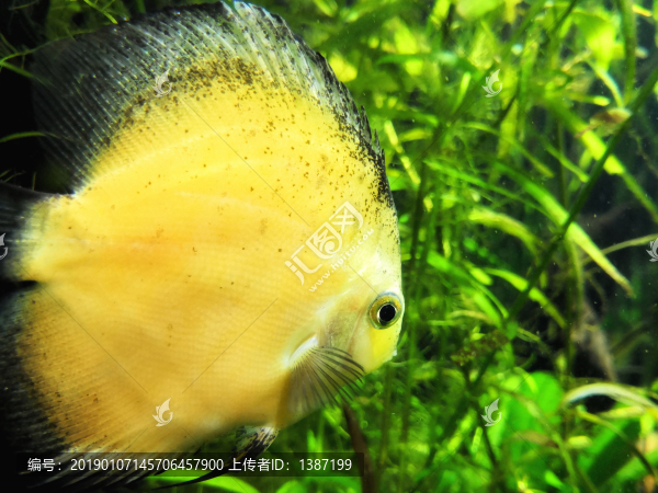 黃色魚類小黃魚