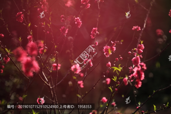 樹木園的桃花