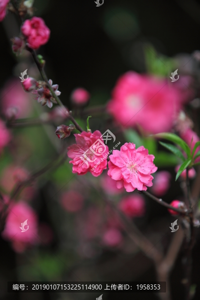 樹(shù)木園的桃花