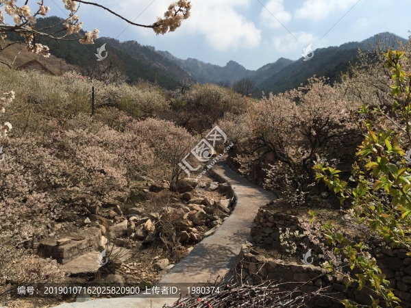 青島嶗山櫻花櫻桃花開