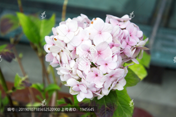 繡球花