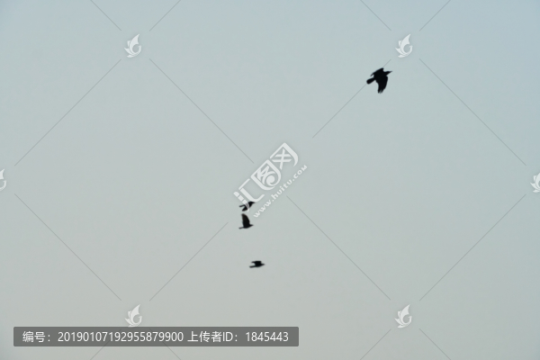 天空飛鳥